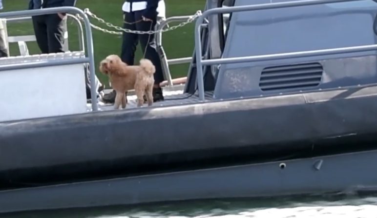 Motreaktion från Svenska Kennelklubben