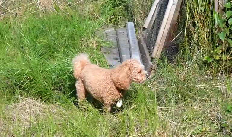 Försvar från hunduppfödare